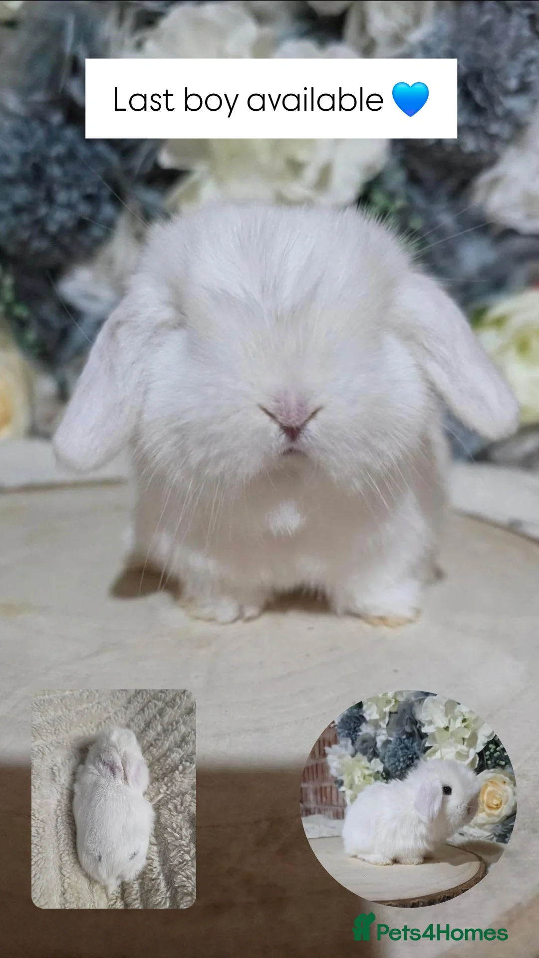 Mini Lop rabbits Beautiful mini lop babies ready 26th may - Advert 5