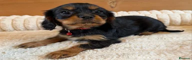 Red collar Black + Tan boy