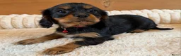 Cavalier King Charles Spaniel dogs for sale: KC Registered and DNA Tested Clear  - Advert 5