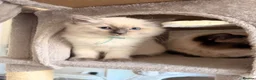 Ragdoll cats for sale: GCCF Ragdoll pedigree kittens blue point  - Advert 10