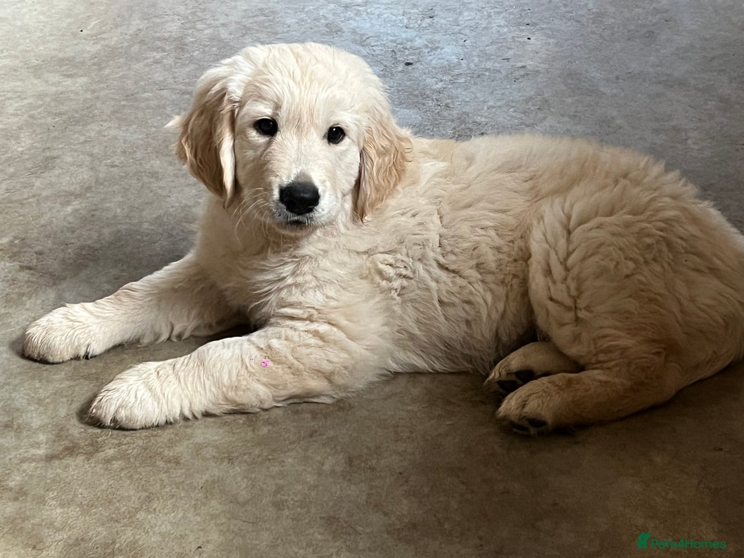 Golden Retriever dogs for stud: Golden Retriever for stud in Thirsk - Image 10