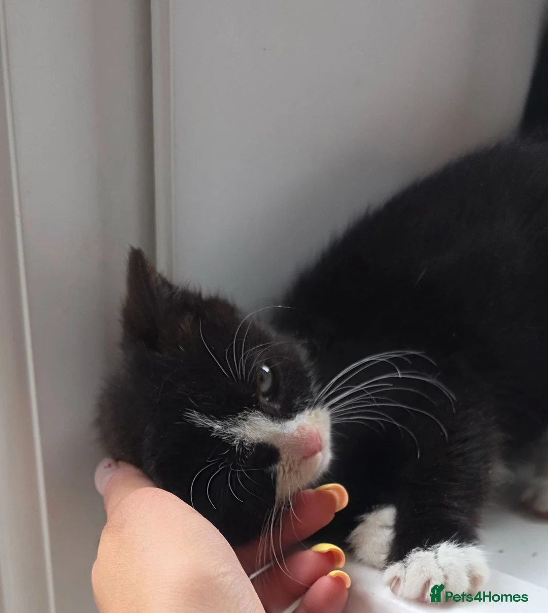 Mixed Breed cats for sale: Beautiful Female Kitten–Looking for a Loving Home - Advert 2