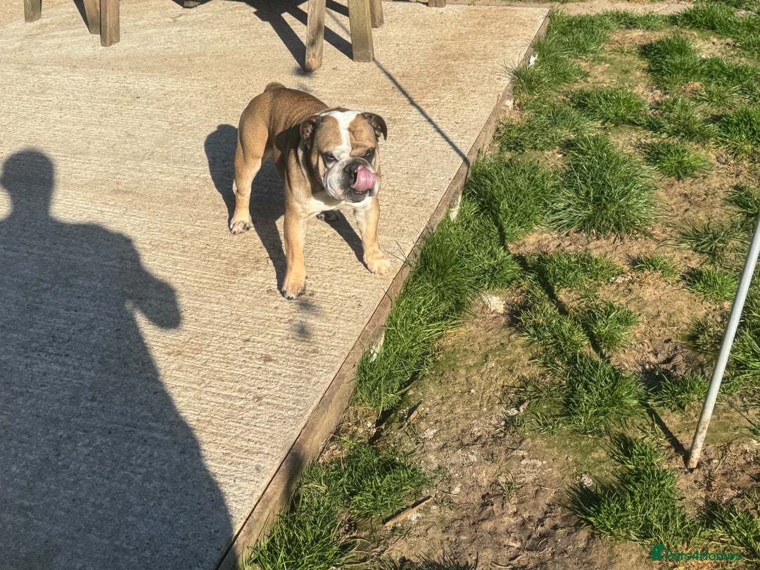 English Bulldog dogs for sale: 2 KC Breeding Bitches - Image 13