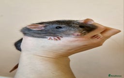 Rat rodents for sale: Female rat needing new friends  - Advert 3