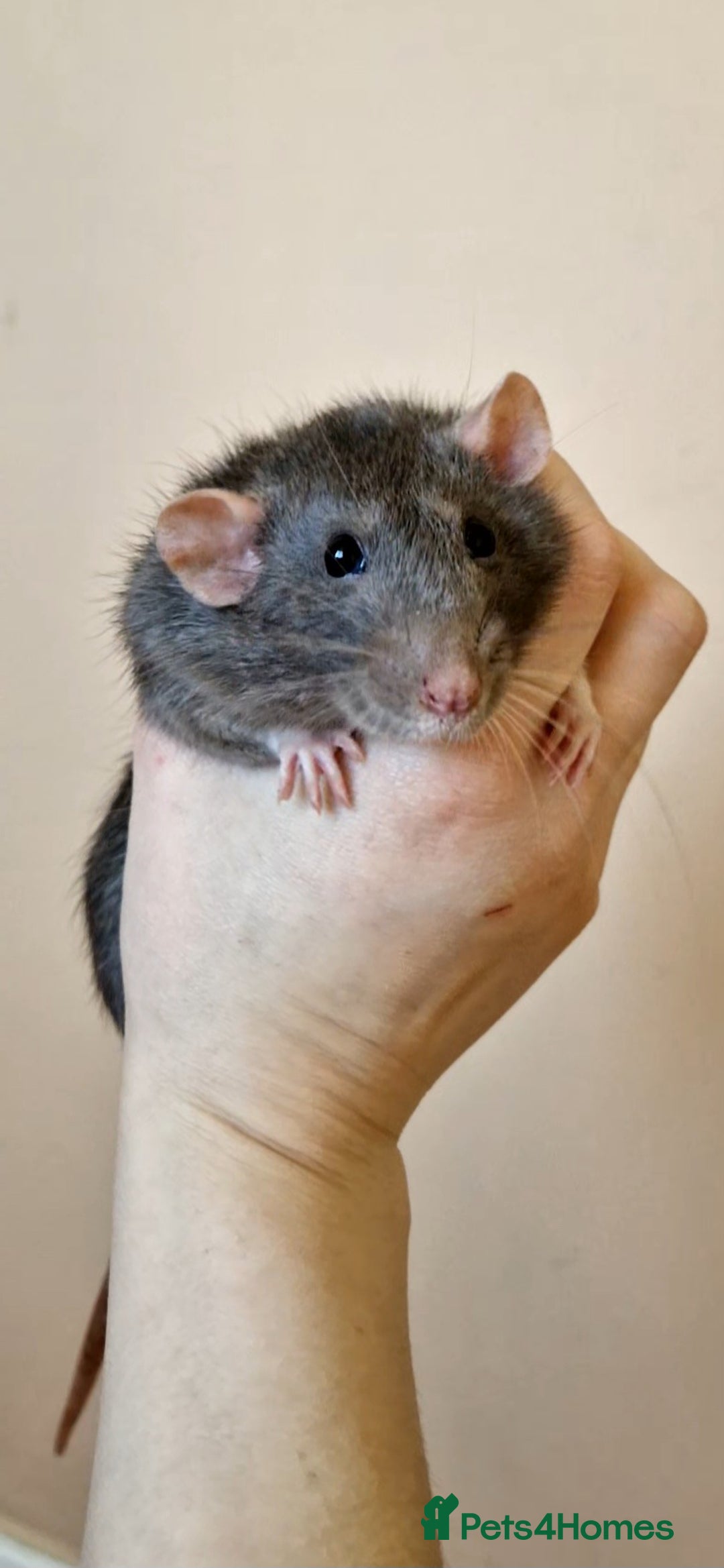 Rat rodents for sale: Female rat needing new friends  - Advert 3