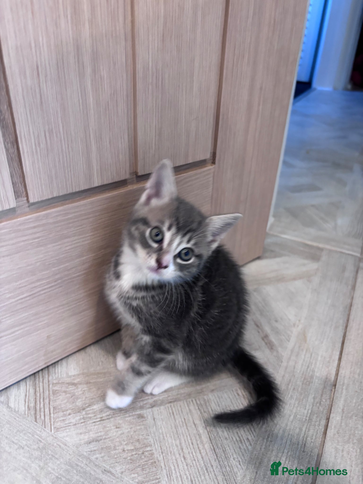 Mixed Breed Kitten Male 2