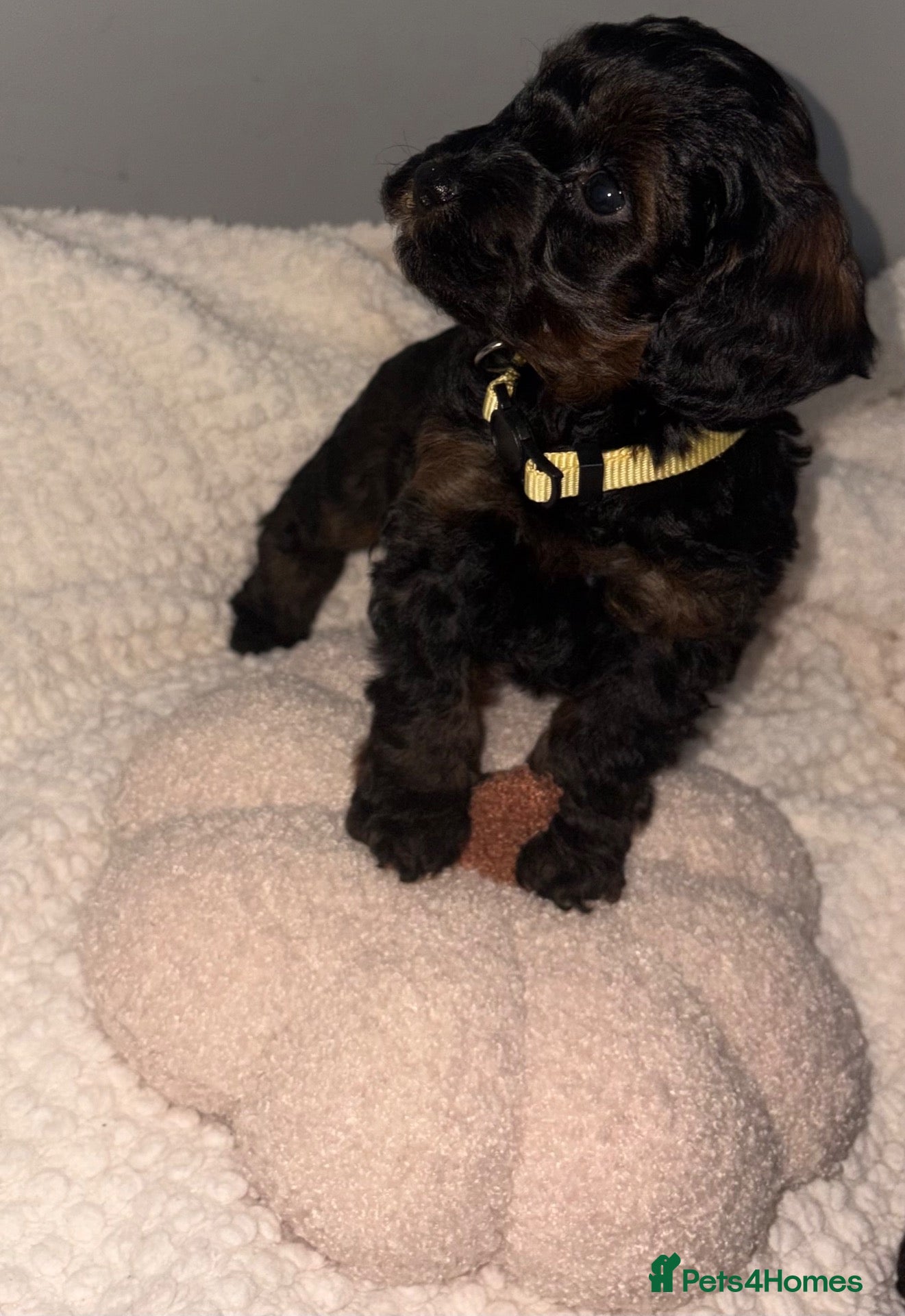 Cockapoo dogs Stop scrolling we have perfection 👇🐶 - Advert 7