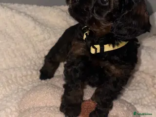 Cockapoo dogs Stop scrolling we have perfection 👇🐶 - Advert 7