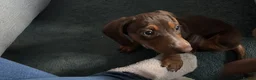 Miniature Dachshund dogs for sale: Mini Dachshund  - Advert 5