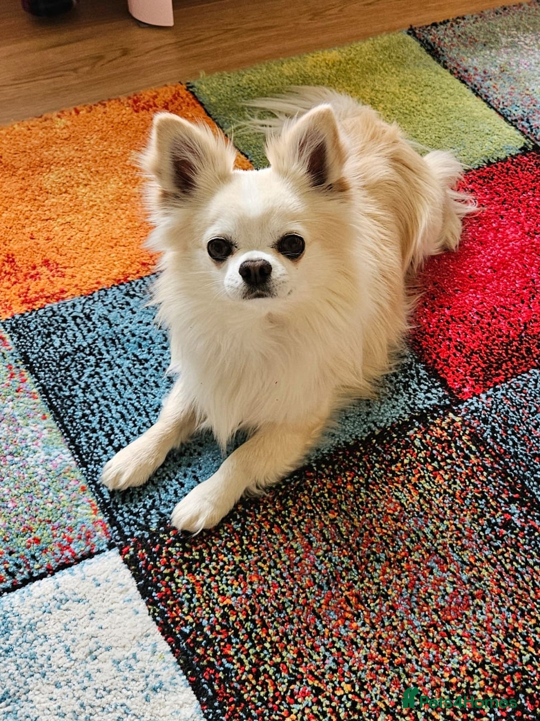 Chihuahua dogs for stud: Cream Longhair Chihuahua for stud - Image 2