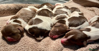 English Springer Spaniel dogs - Advert 3