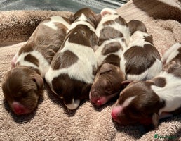 English Springer Spaniel dogs - Advert 3