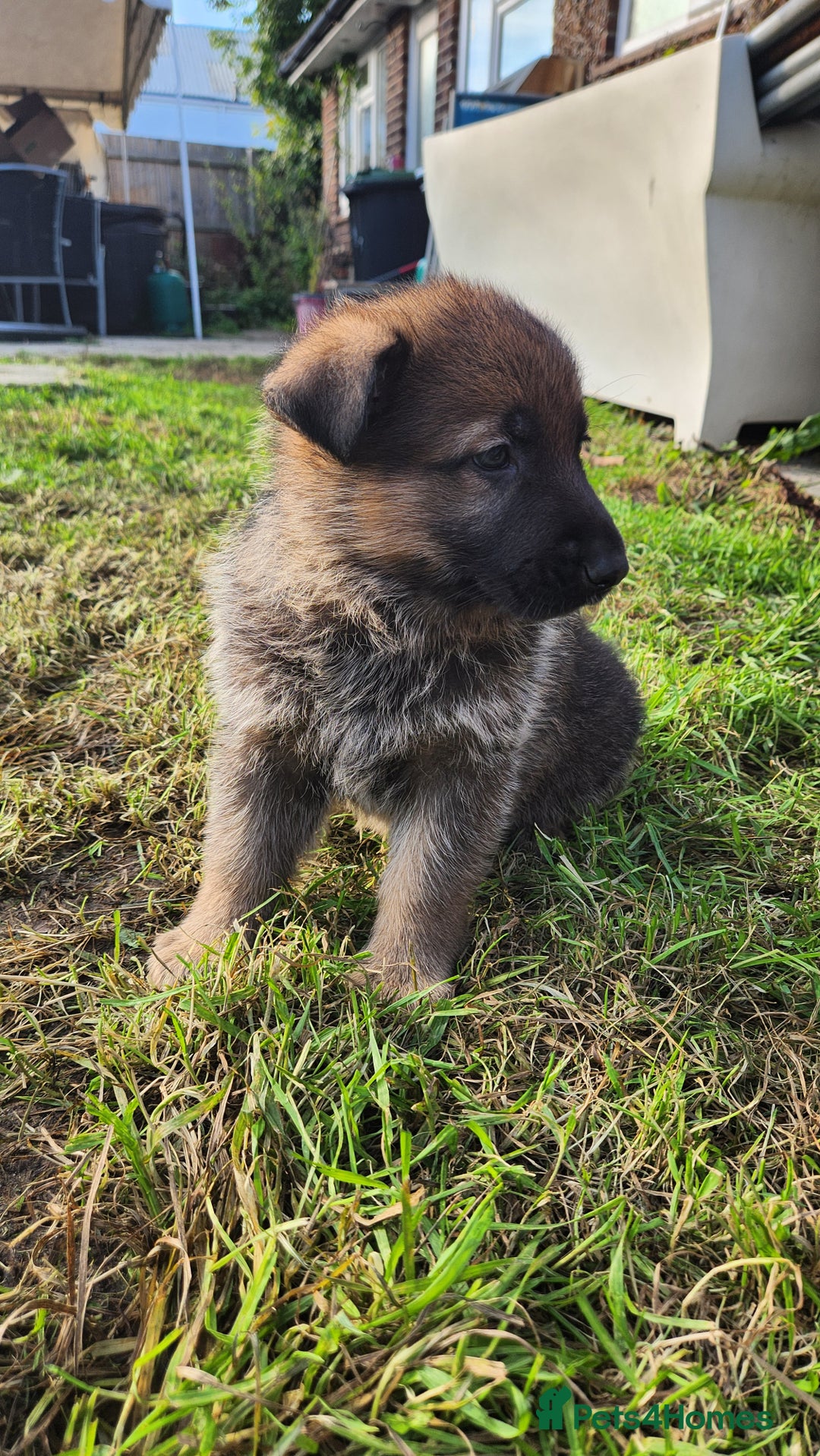 German Shepherd dogs for sale: KC reg German Shepherd Puppies - Family dogs - Image 20