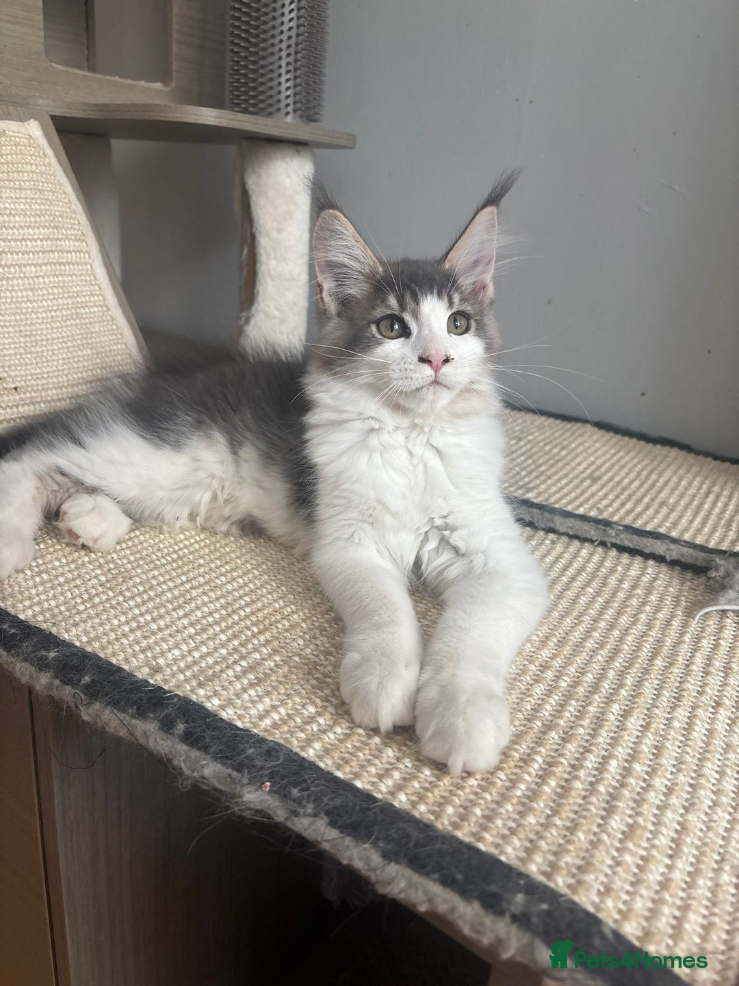 Maine Coon cats for sale: Maine coon kittens - Image 4