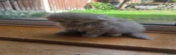 British Shorthair cats for sale: Kittens ready now girl boy Scottish  in Nottingham - Advert 4