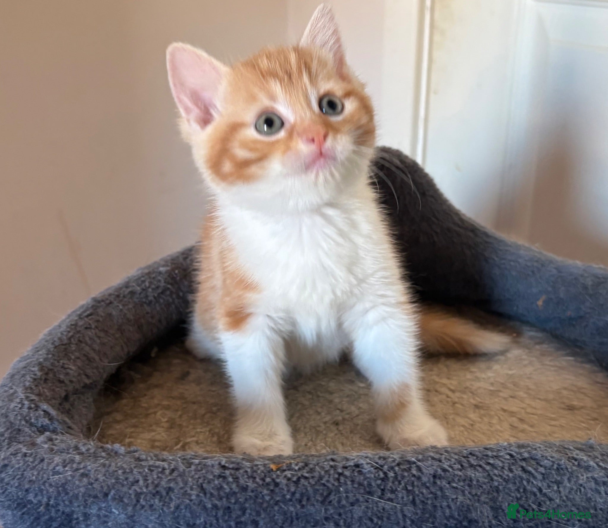 Mixed Breed cats  1 gorgeous fluffy female kitten - Advert 8