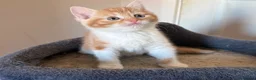 Mixed Breed cats for sale:  1 gorgeous fluffy kitten - Advert 2