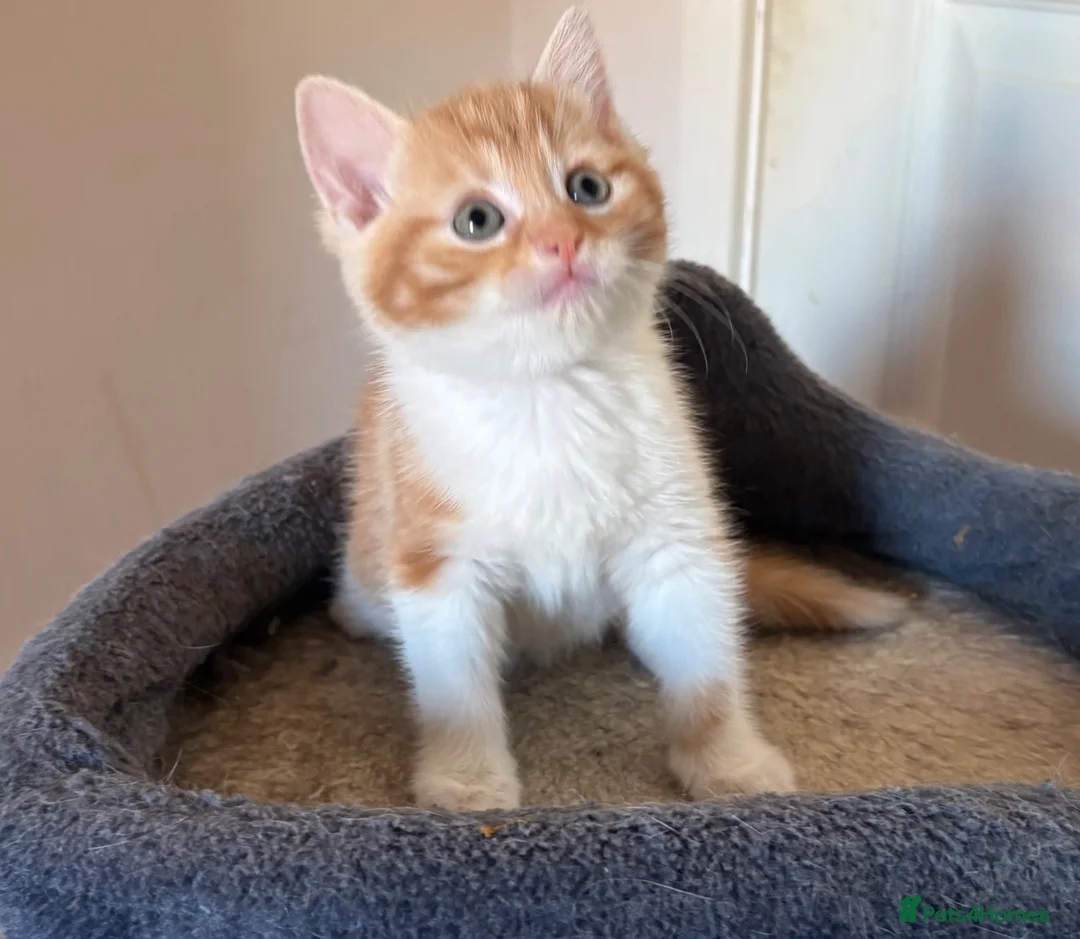 Mixed Breed cats for sale:  1 gorgeous fluffy kitten - Advert 2