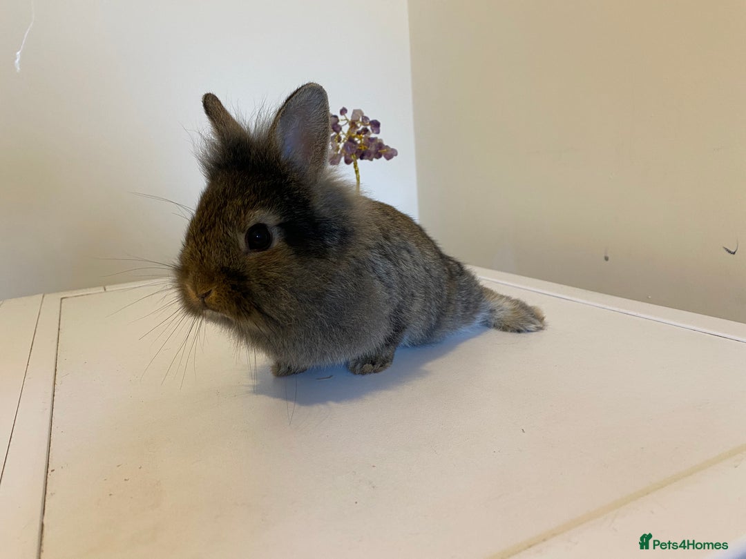 Lionhead rabbits for sale: Last Available Female Baby Lion-head Dwarf  - Image 6