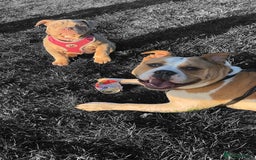 Mixed Breed dogs for sale: 3 dogs for sale! - Image 11