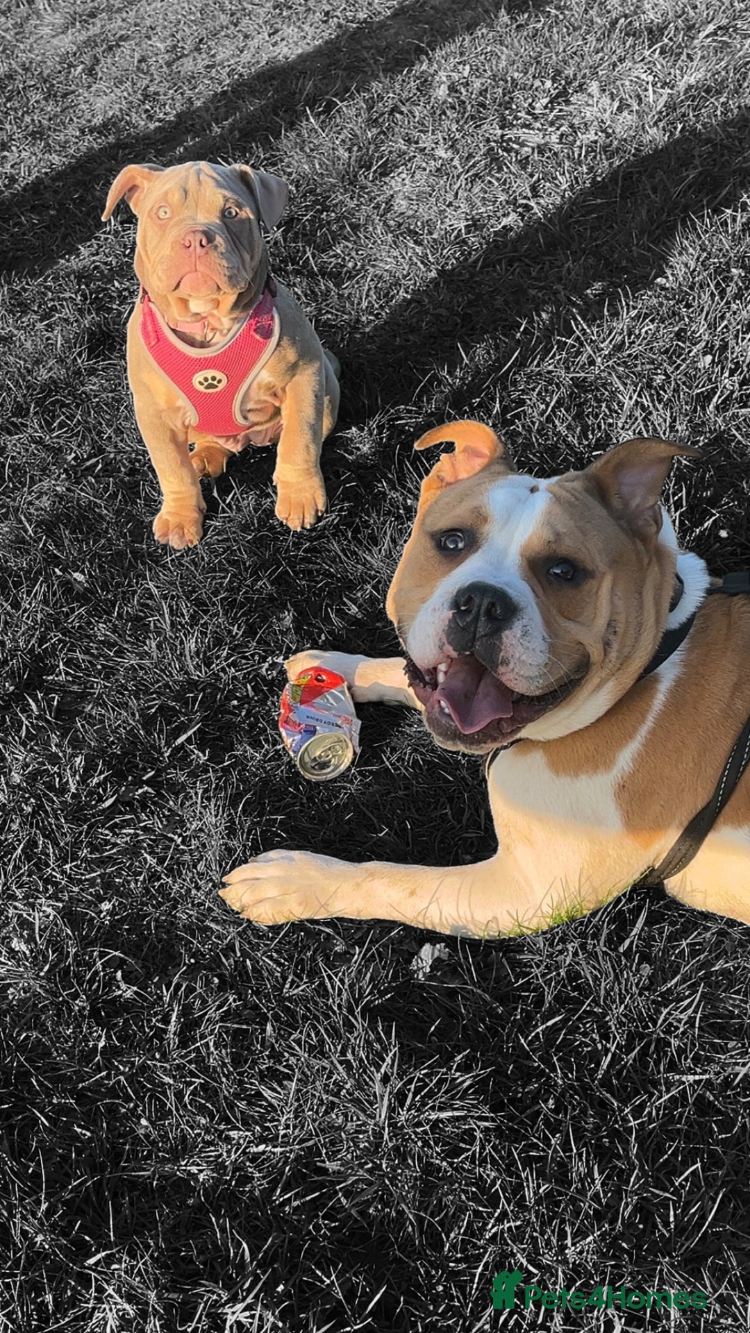 Mixed Breed dogs for sale: 3 dogs for sale! - Image 11