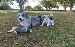 Border Collie dogs for sale: Blue Merle Collie Pup - Image 2