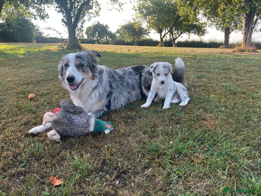 Border Collie dogs for sale: Blue Merle Collie Pup - Image 2