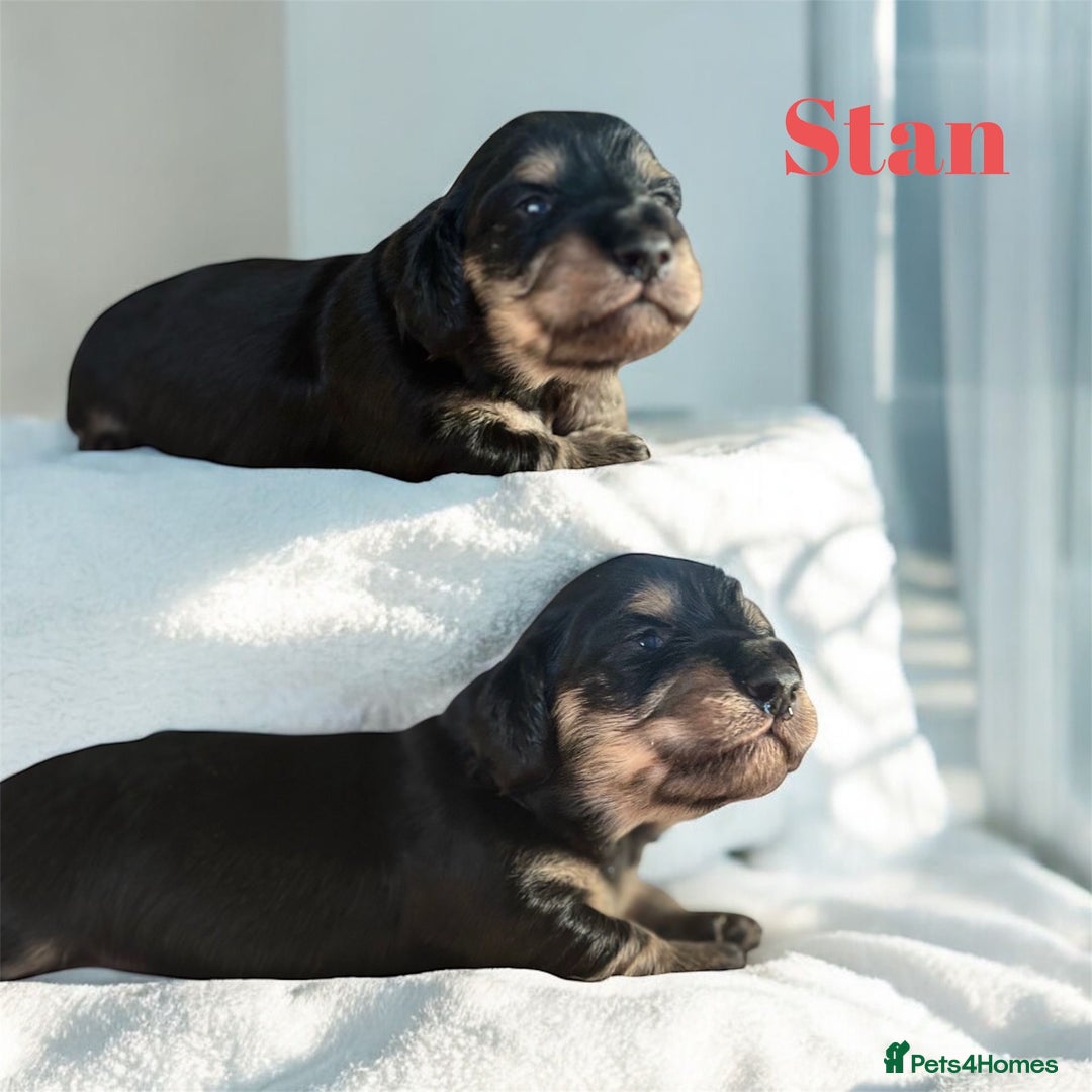 Miniature Dachshund dogs for sale: KC Registered Cream Long Hair Miniature Dachshunds - Advert 30