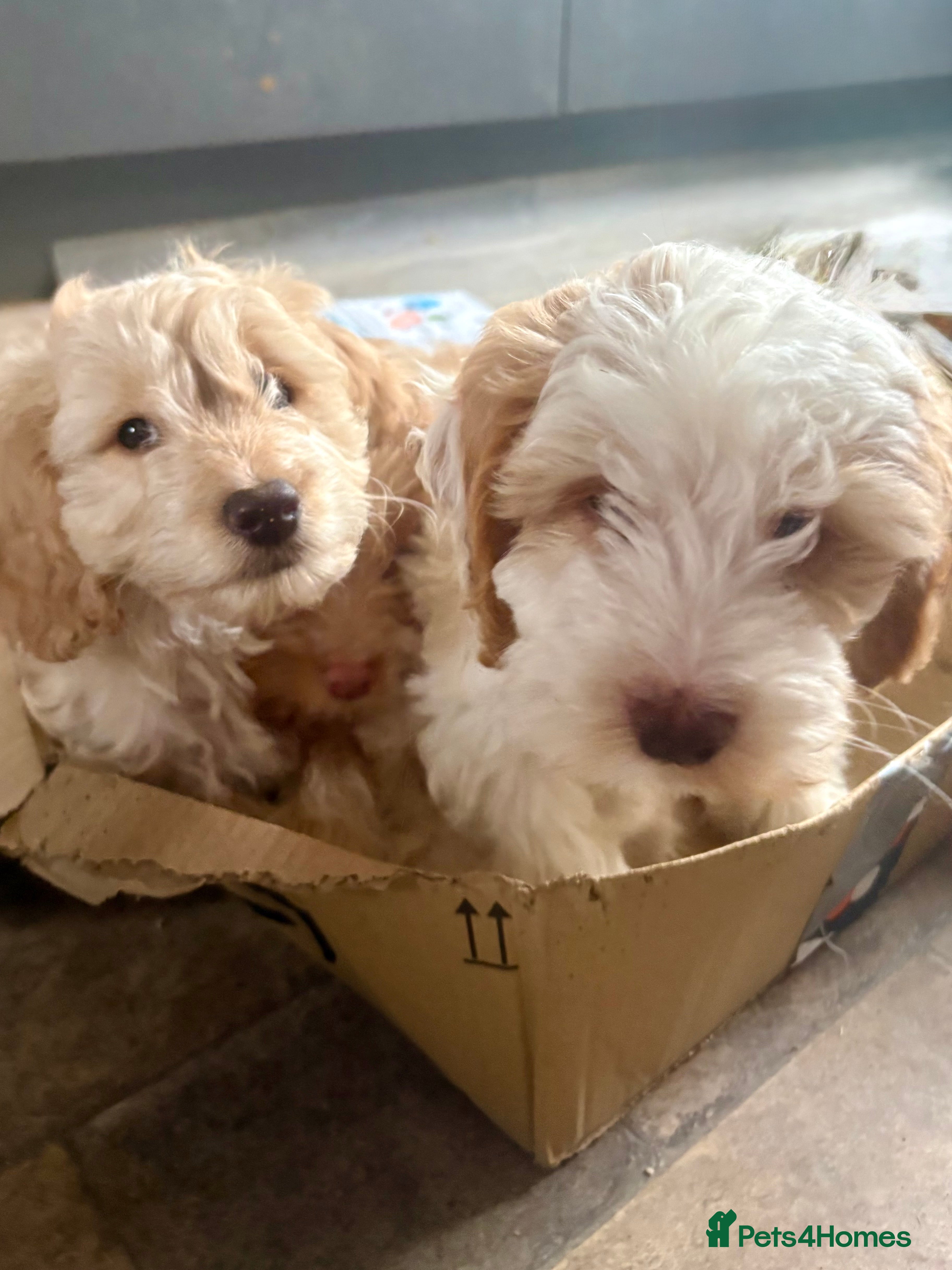Cockapoo dogs Boxed and Ready to go! F1 Cockapoo Puppies  - Advert 3