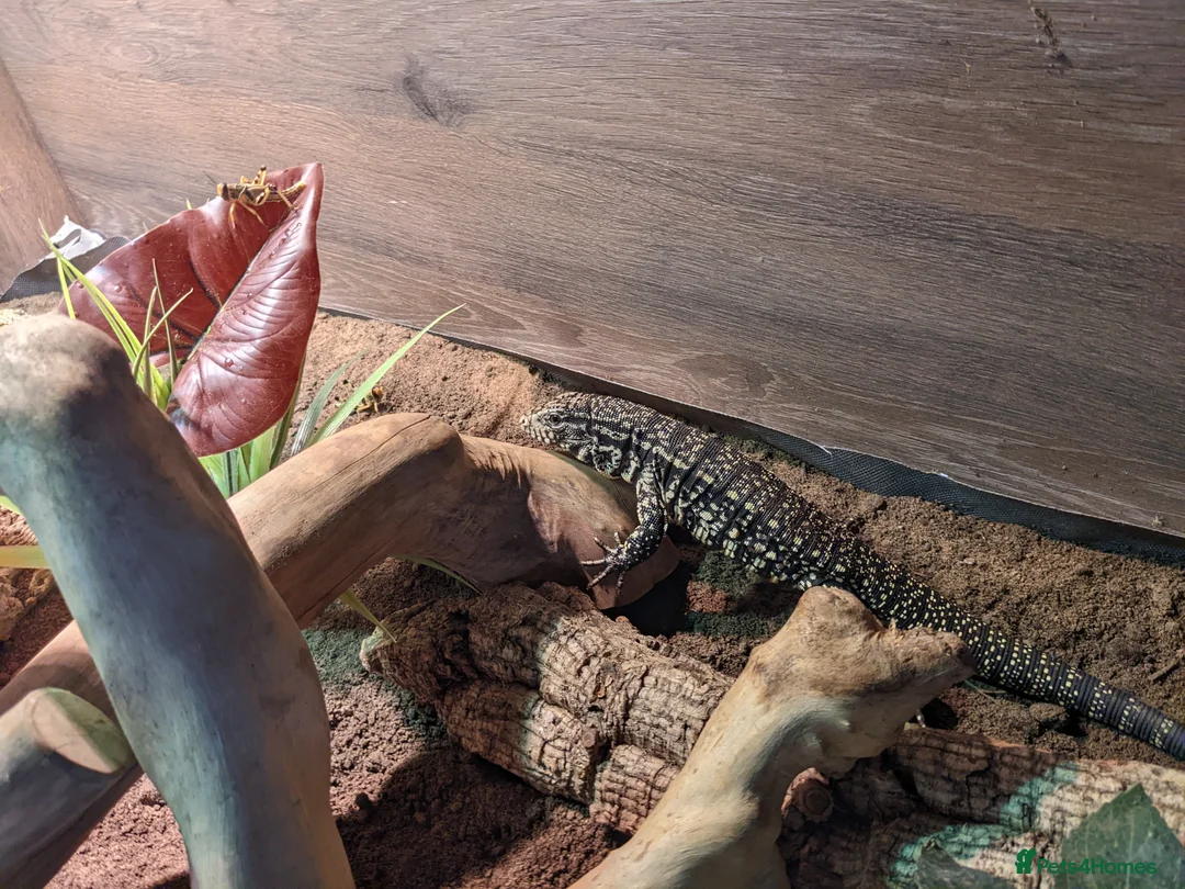 Lizard reptiles for sale: Argentinian black and white tegu - Advert 2