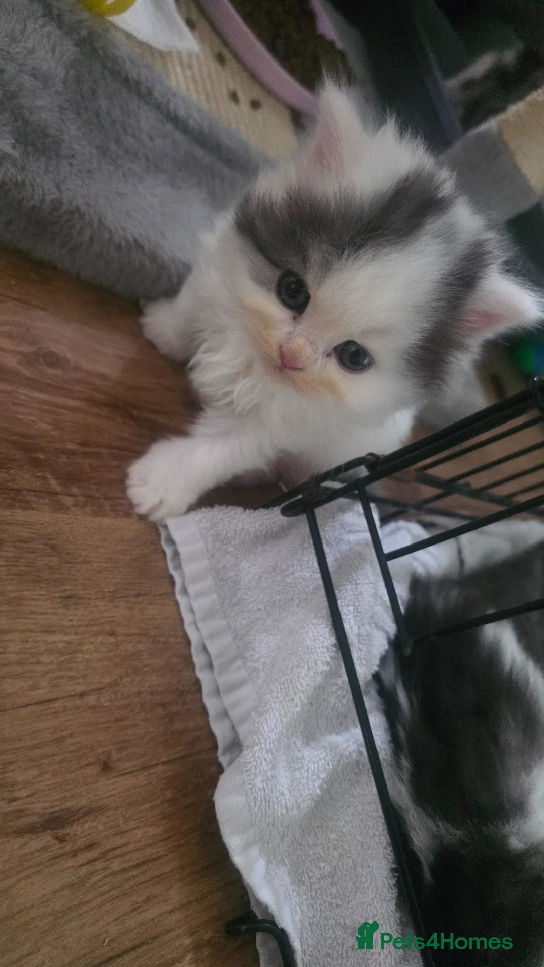 British Shorthair cats for sale: British shorthair - Advert 7