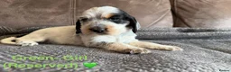 Cocker Spaniel dogs for sale: Gorgeous Cocker Spaniel Puppies - Advert 19