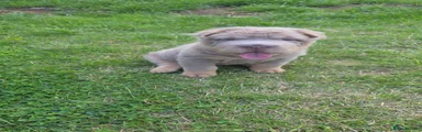 Shar Pei 1