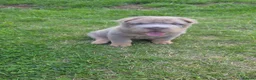 Shar Pei dogs for sale: 5 Shar peis - Advert 3