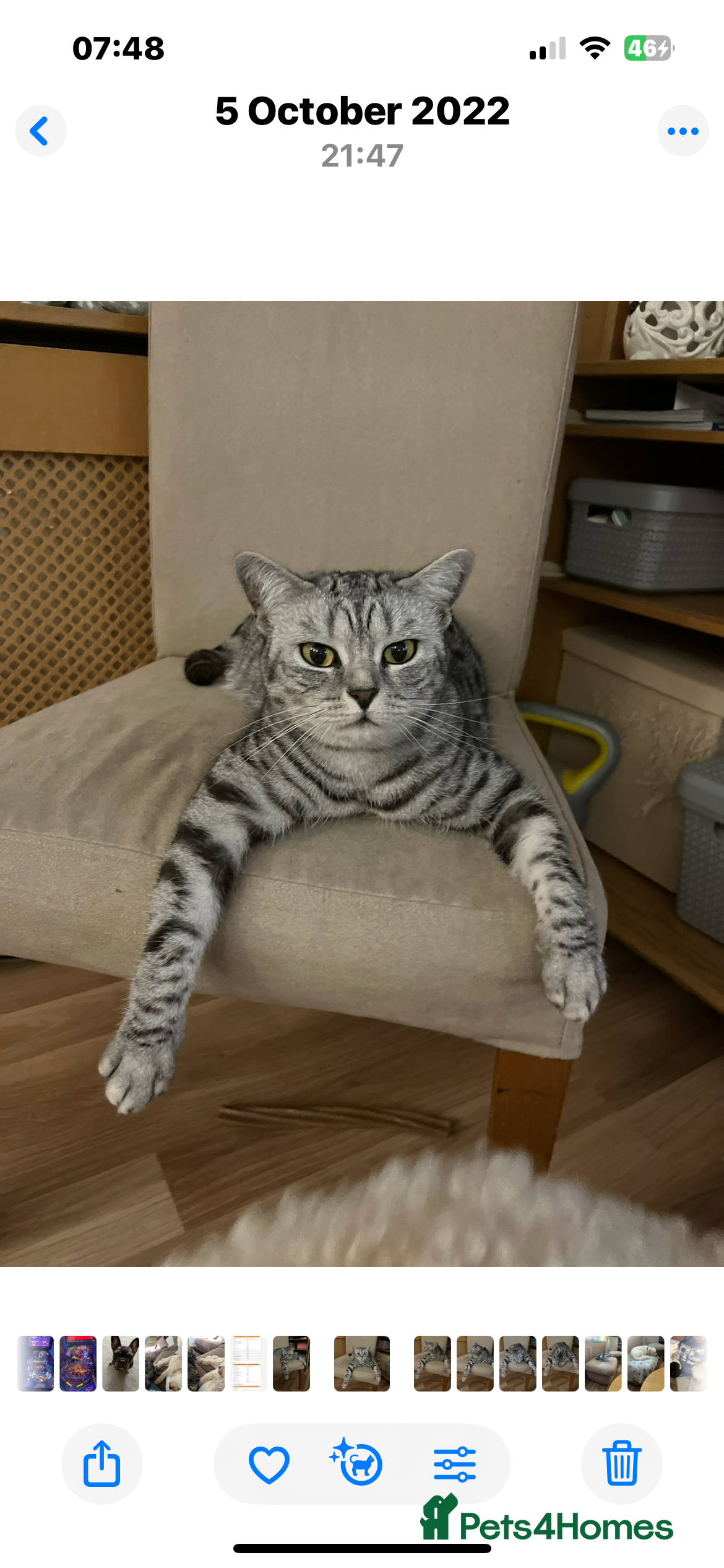 British Shorthair cats 3 British short hair cats  - Advert 2