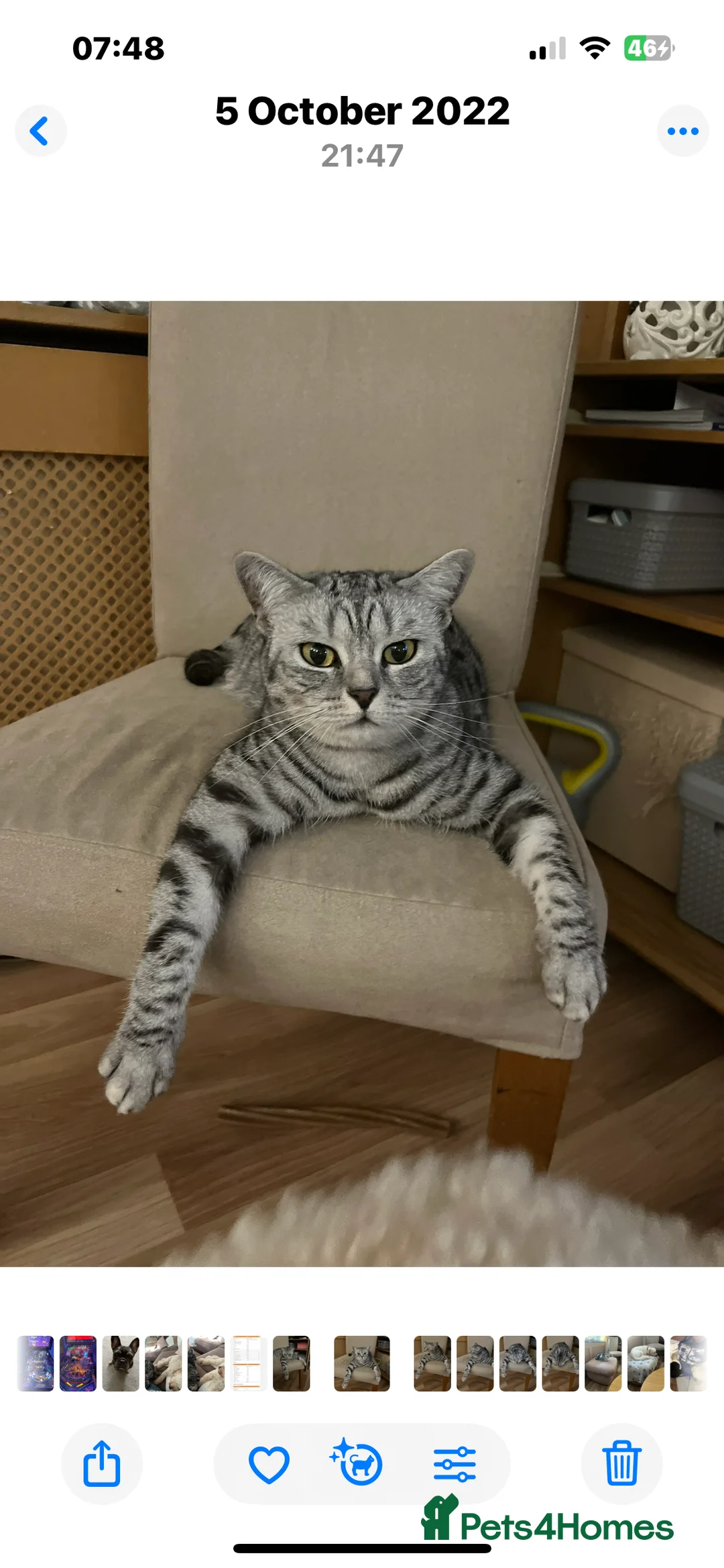 British Shorthair cats for sale: 3 British short hair cats  - Advert 1