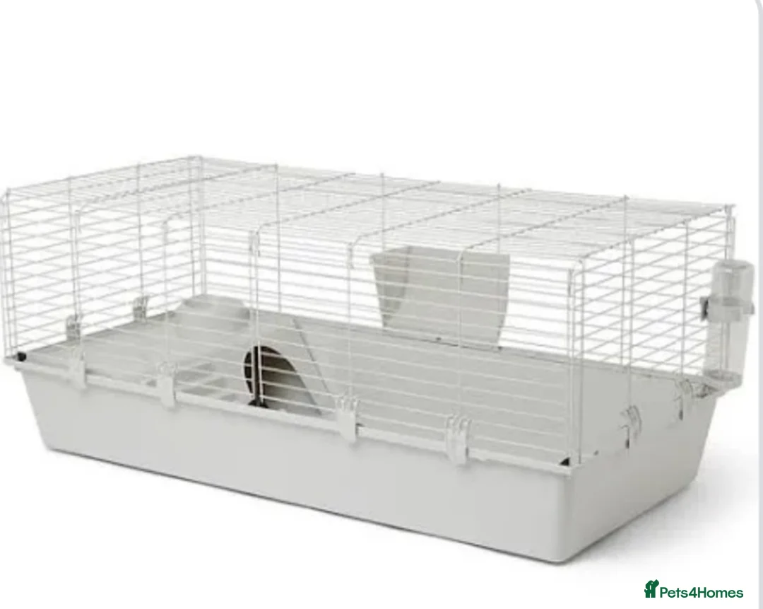 Lionhead rabbits for sale: friendly lionhead rabbits (includes everything)  - Advert 10