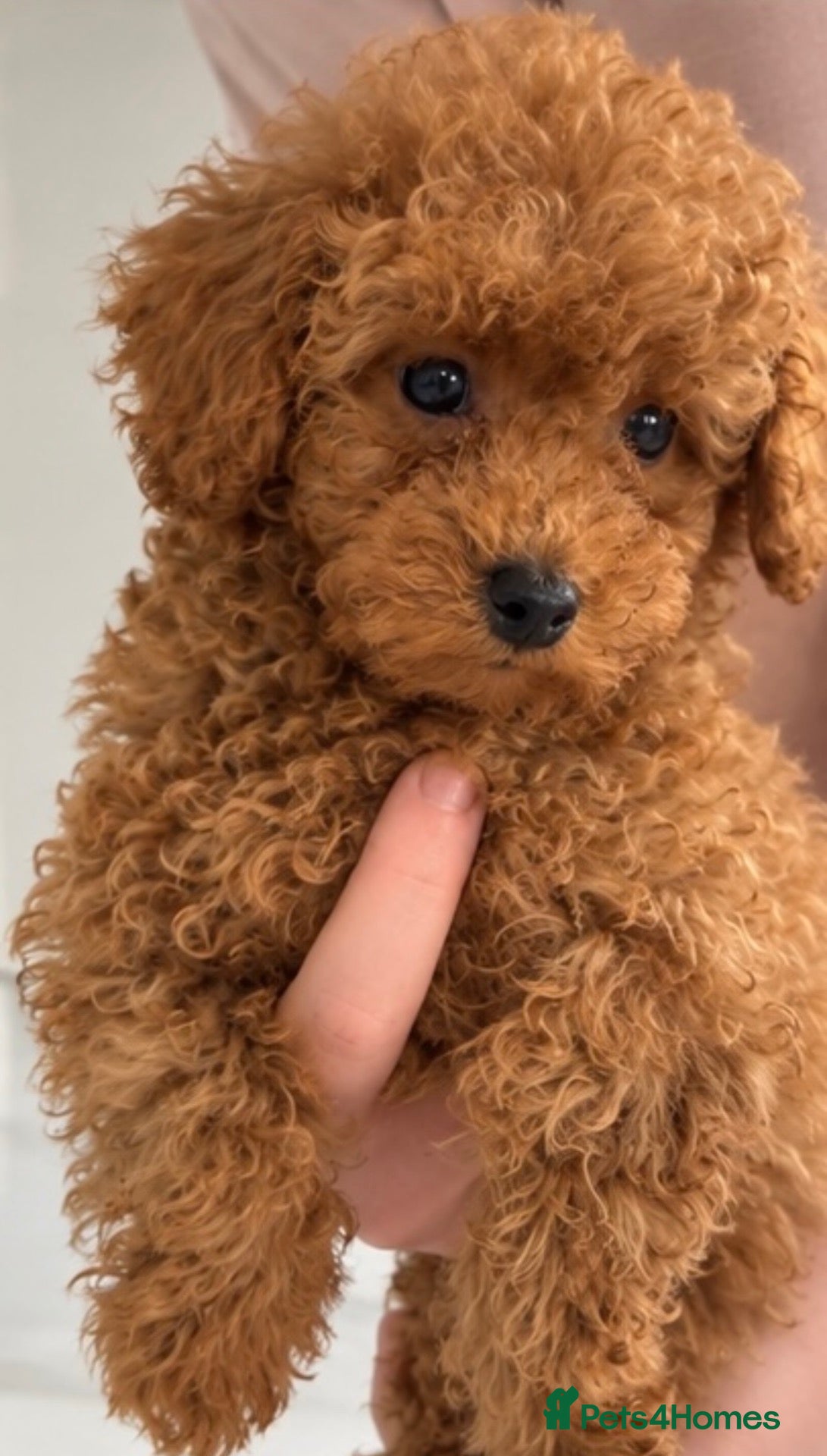 Toy Poodle dogs Red toy poodles  - Advert 9