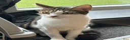 Domestic Shorthair cats for adoption: Loving Tallulah - Adopt Cats in Crisis East Ldn - Advert 1