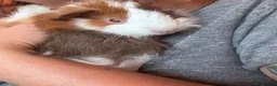 Guinea Pig rodents for sale: Two baby boars  - Advert 3