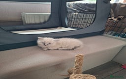 Ragdoll cats for sale: Beautiful gccf registered kittens - Image 16