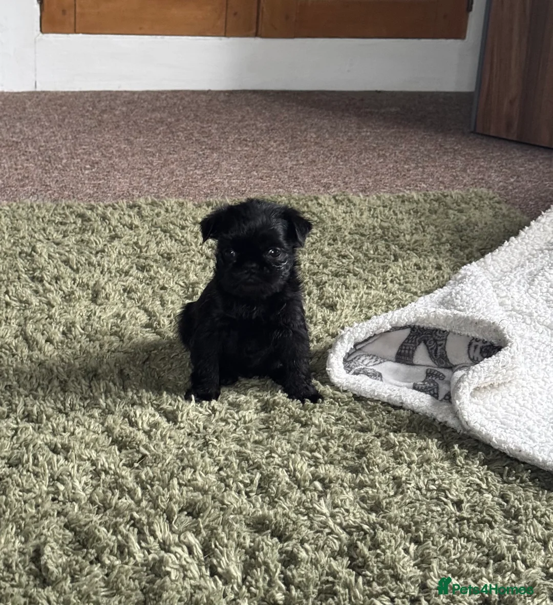 Griffon Bruxellois dogs for sale: Beautiful Rough coated Brussels Griffons  - Advert 13