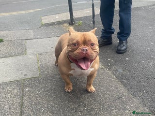 American Bully dogs - Advert 12