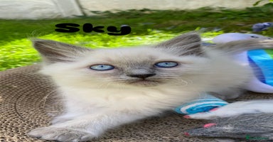 Ragdoll cats - Advert 16