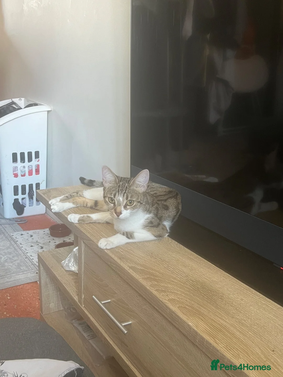 Domestic Shorthair cats for sale: Fluffy in Dunmow - Advert 8