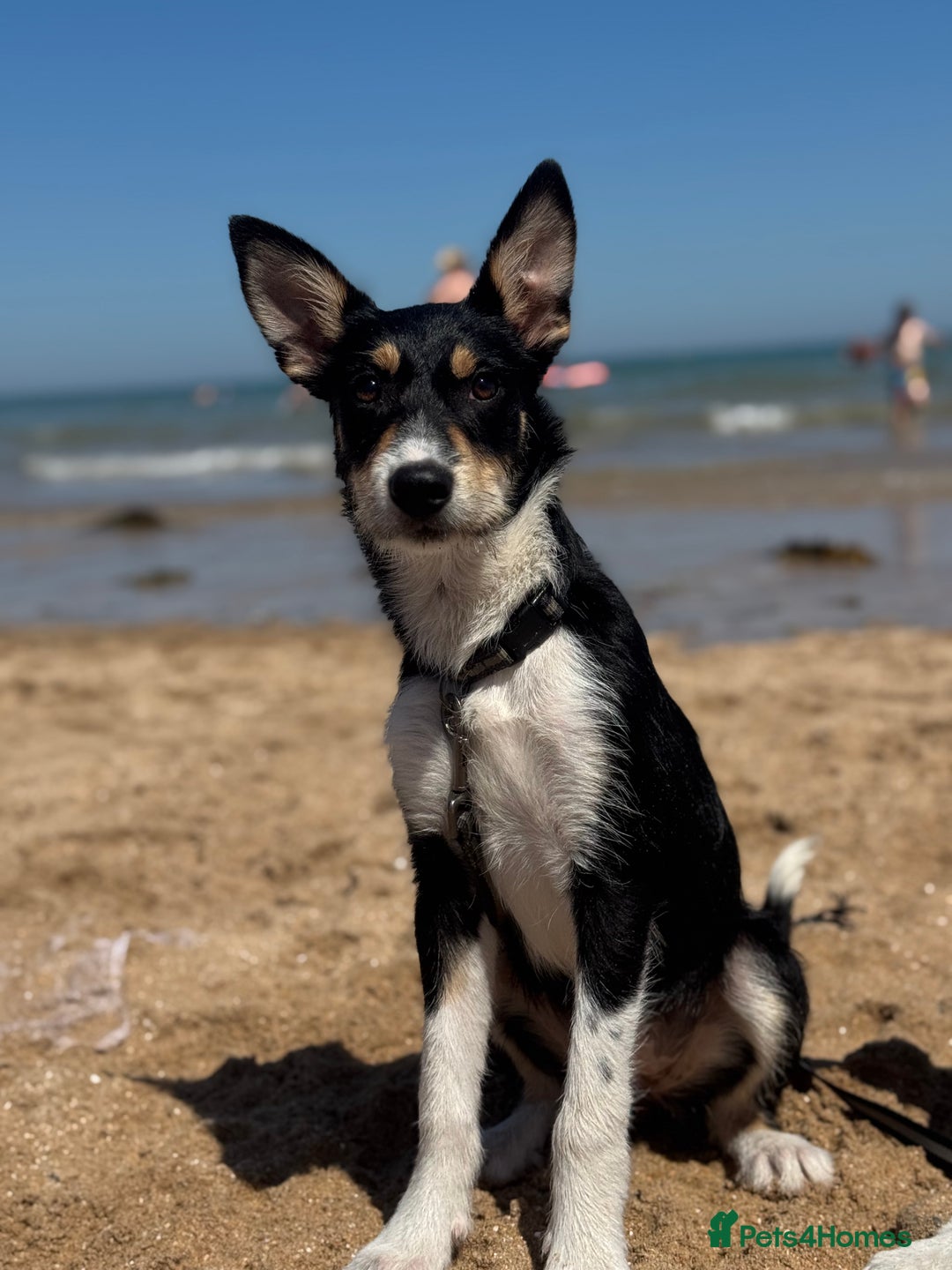 Mixed Breed dogs for sale: * REDUCED * collie x kelpie female pup  - Image 3
