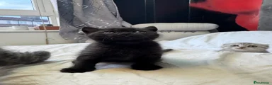 🐱4 Black – Male Straight Ear