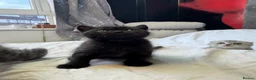 Scottish Fold cats for sale: Scottish Fold Kittens Available  - Advert 12