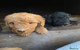 Aussiedoodle dogs for sale: Gorgeous Aussie Doodle Pups - Image 7