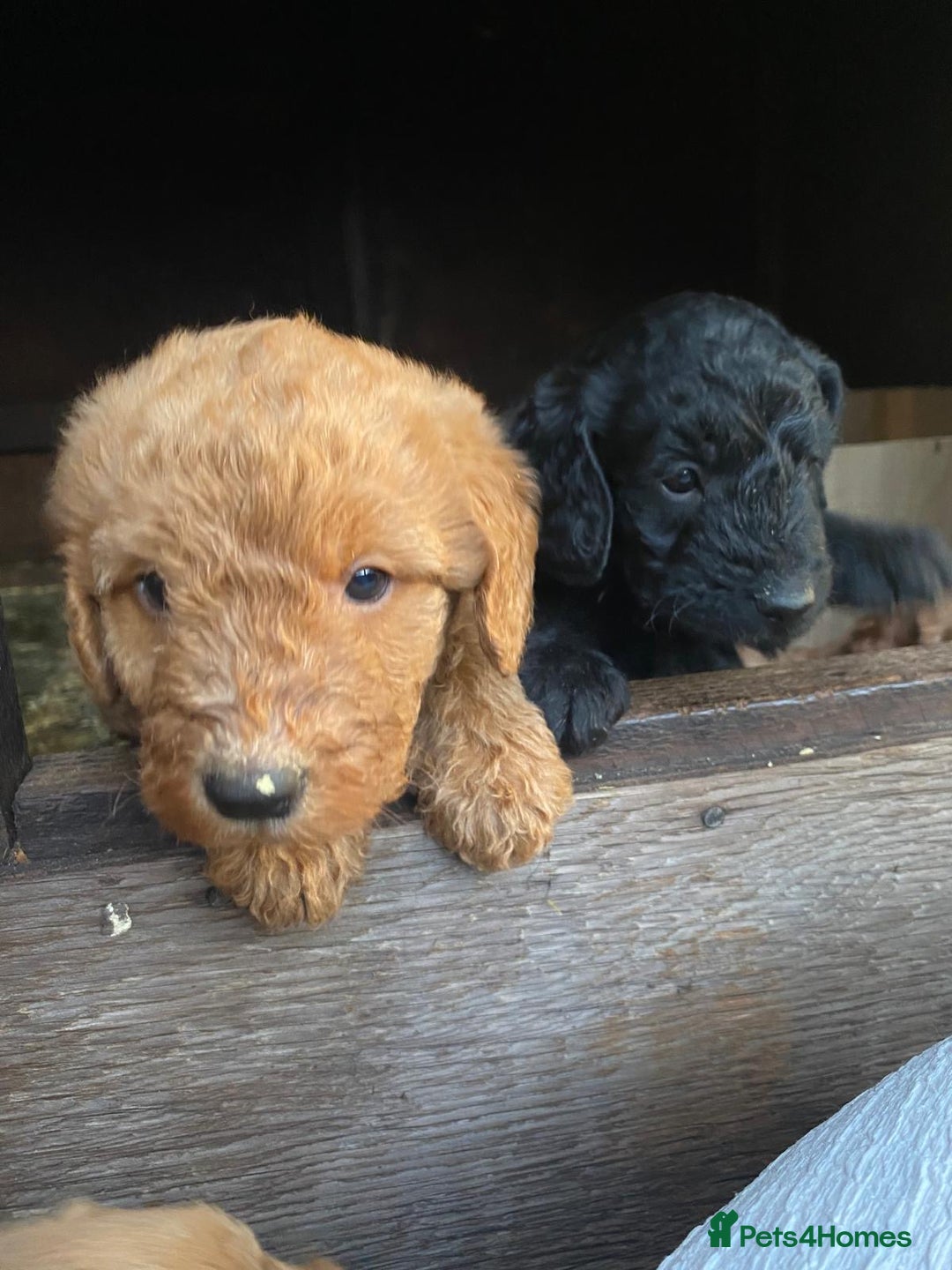 Aussiedoodle dogs for sale: Gorgeous Aussie Doodle Pups - Image 7